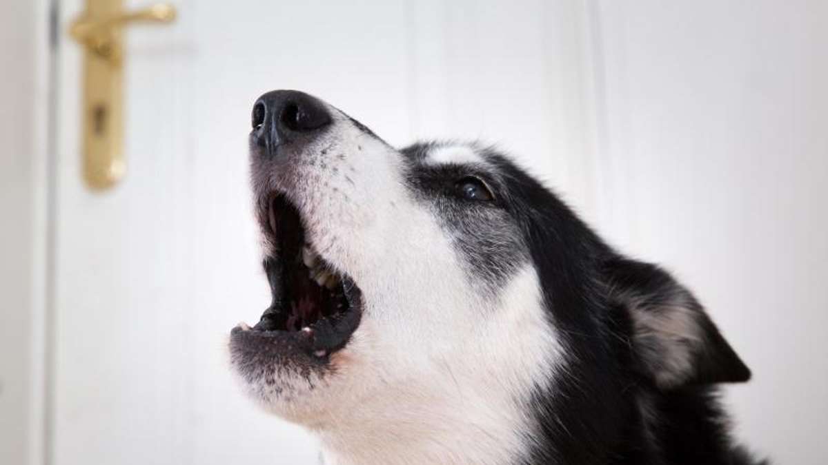 Hof: Feuer in Hofer Haus: Hunde bellen und warnen Bewohnerin