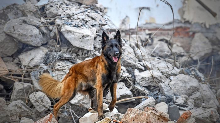Trümmerhunde: Training in den Unglaub-Trümmern