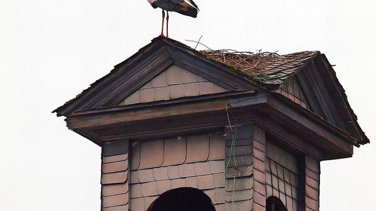 Kulmbach: Storch nistet in Stadtsteinach