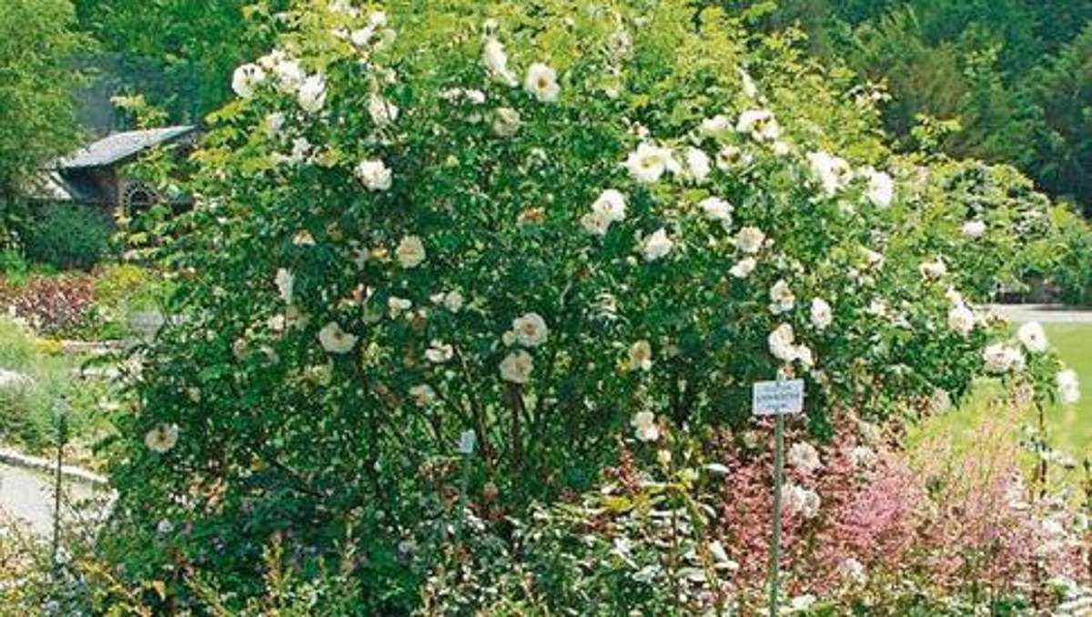 Gartenwochen: Ausflugsziele für Rosenfreunde