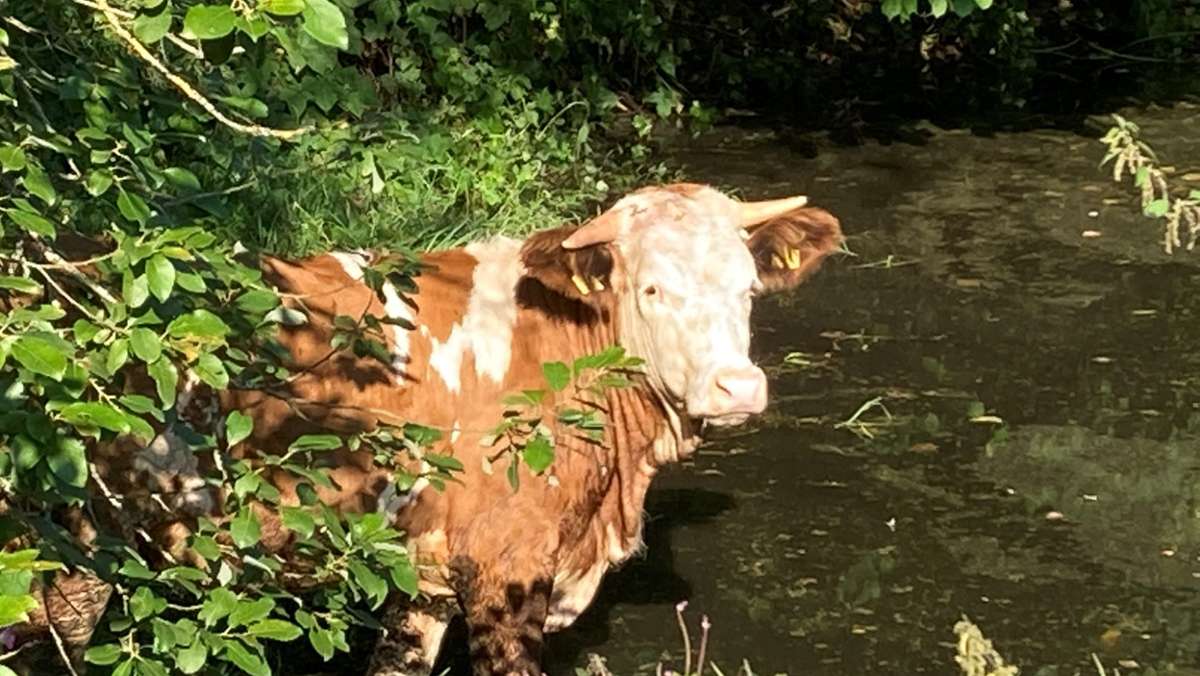 Neuenmarkt : Kuh flieht aus Stall und badet im Gartenteich
