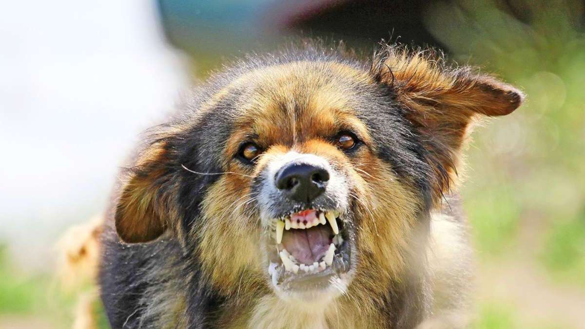 Hundeangriff: Wieder Beißattacke in Helmbrechts