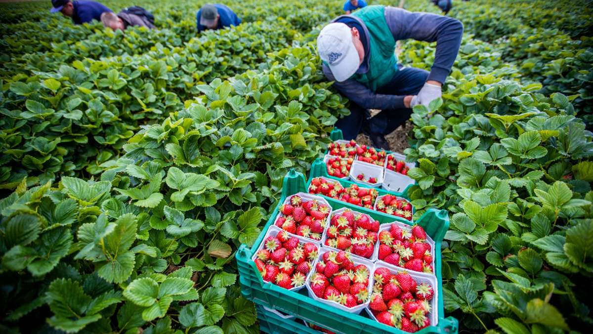 Wichtig für die Ernte: Gewerkschaft fordert besseren Schutz für Saisonarbeiter