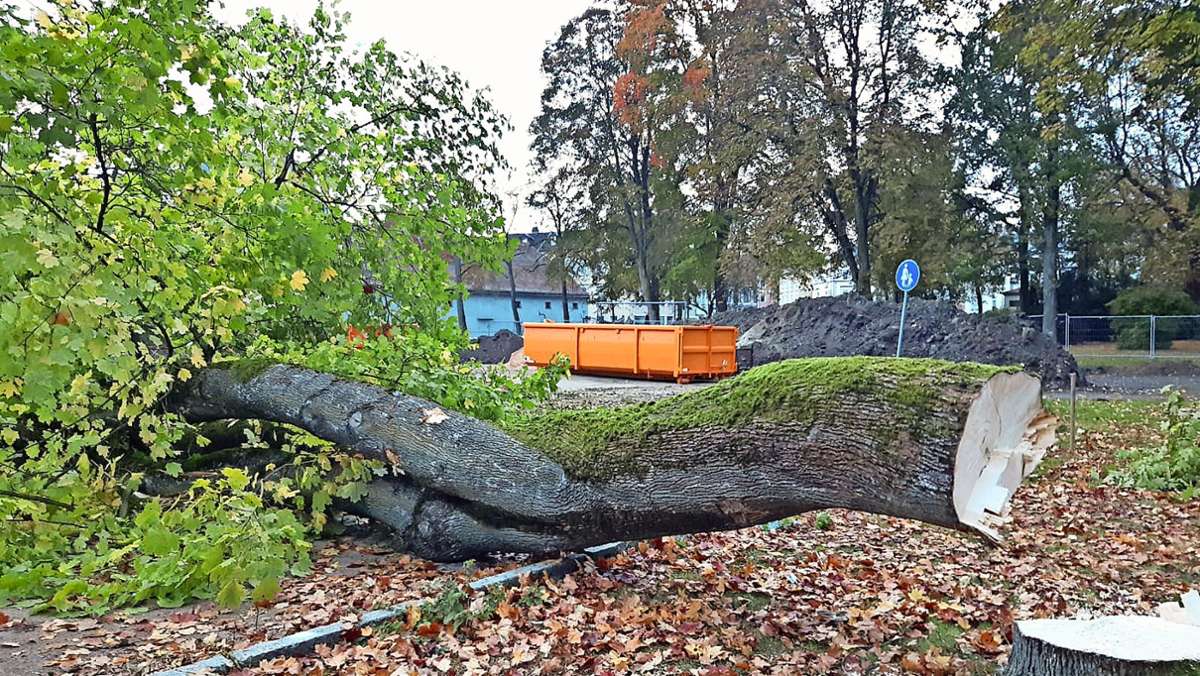 Stadtpark Marktredwitz: Bäume fallen für Gebäudekomplex