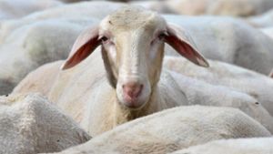 Doch nicht gestohlen: Schafe waren ausgebüxt
