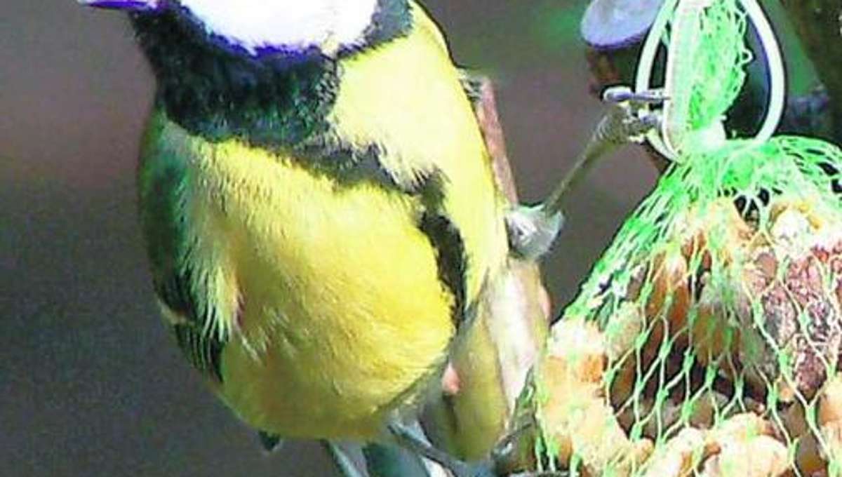Wunsiedel: Kohlmeise die häufigste Vogelart