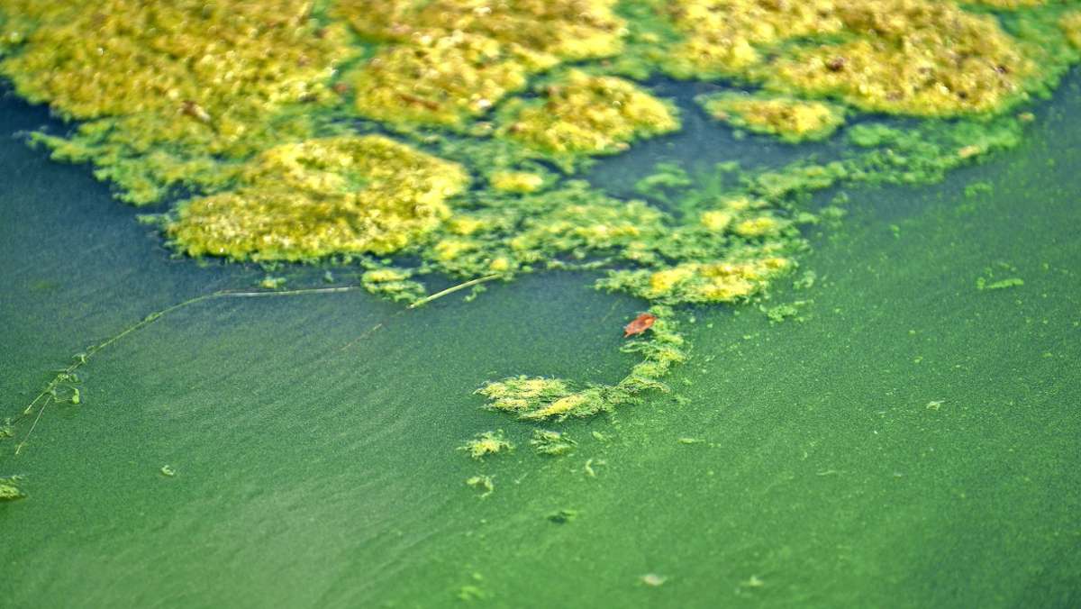 Weißenstädter See  : Badeverbot wegen Blaualgen