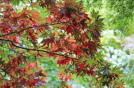 Grafisch-streng sehen die Blätter des Japanischen Fächerahorns aus der Nähe aus; er ist einer von 65 Ahornarten in dem Garten in Unterhöll. Foto: E. Schneider