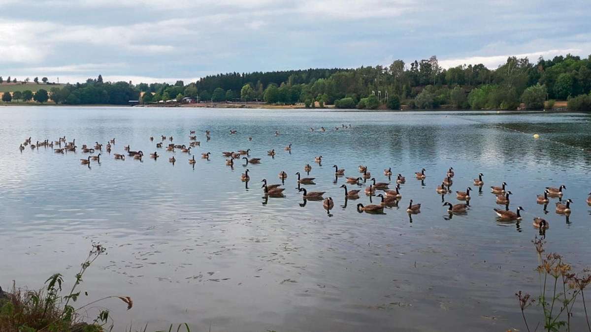 Hof: Gänse-Population am See hat sich angeblich halbiert