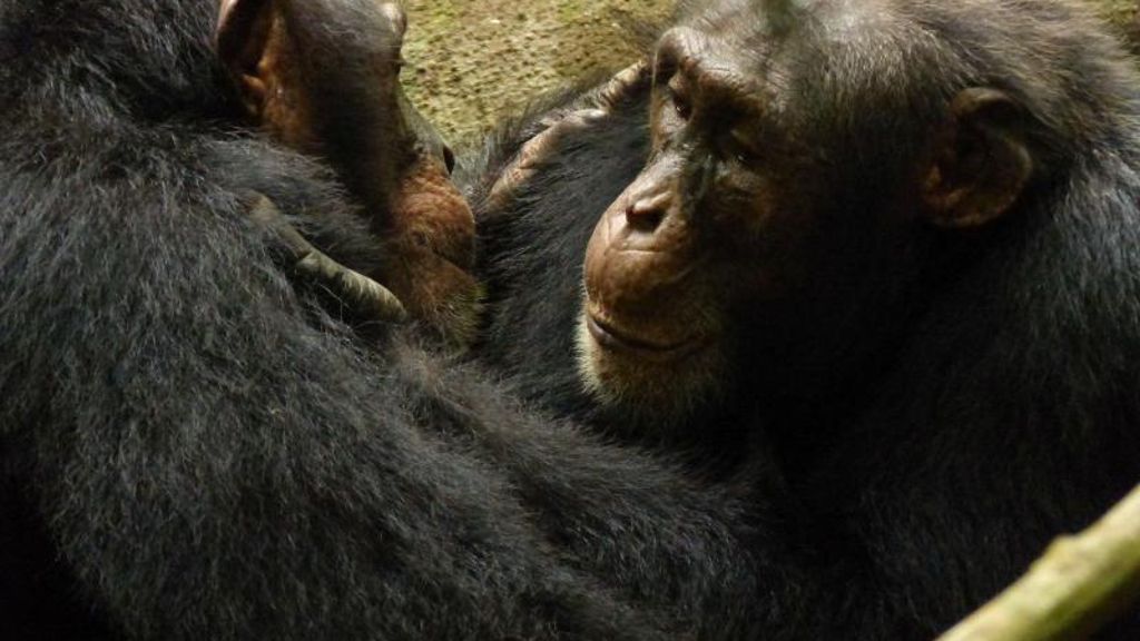 Durch menschlichen Einfluss: Schimpansen verlieren kulturelle Vielfalt