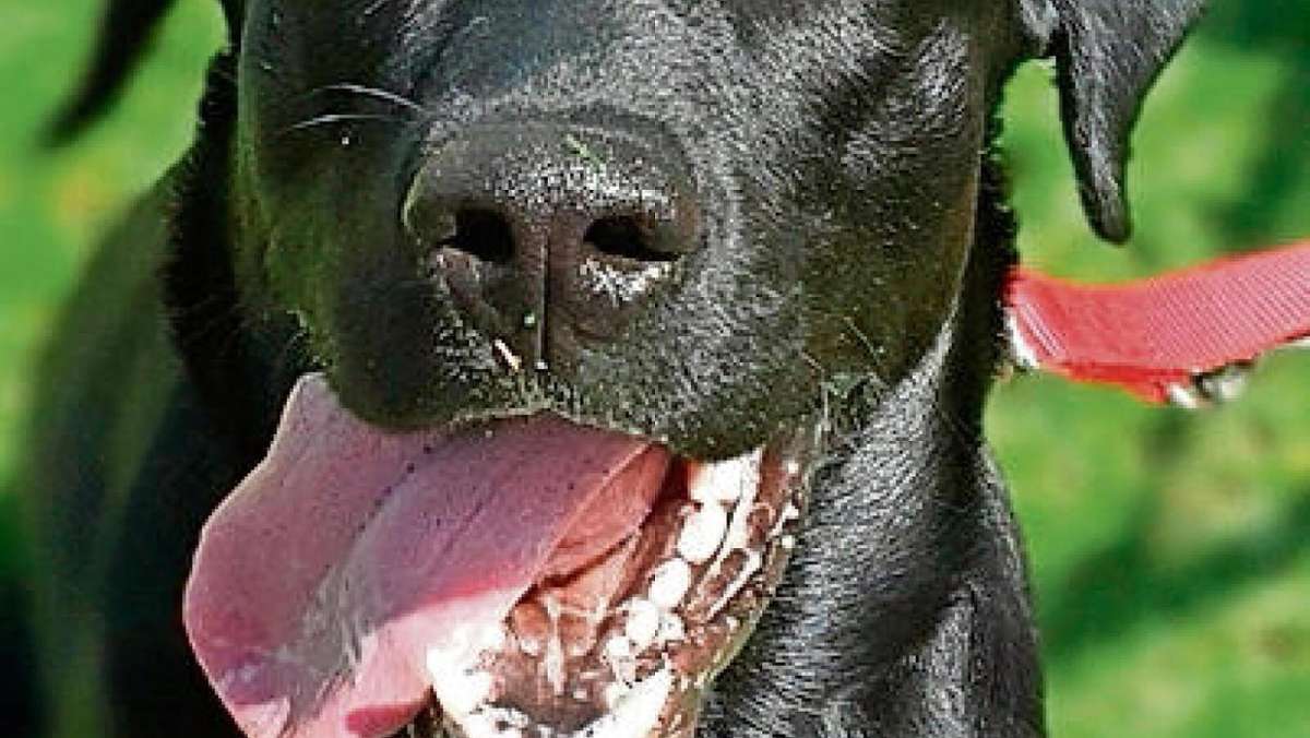 Gefrees/Helmbrechts: Hilfe für einen hüftkranken Hund