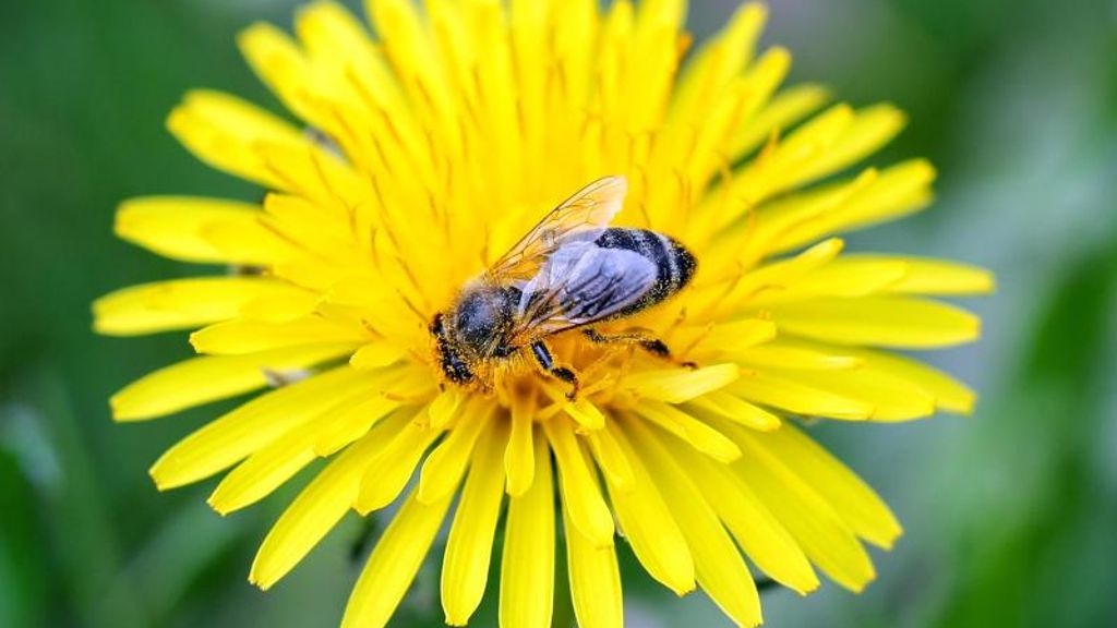 Gefahr für Bienen: Wegen Pestizid-Zulassung: BUND verklagt Bundesbehörde