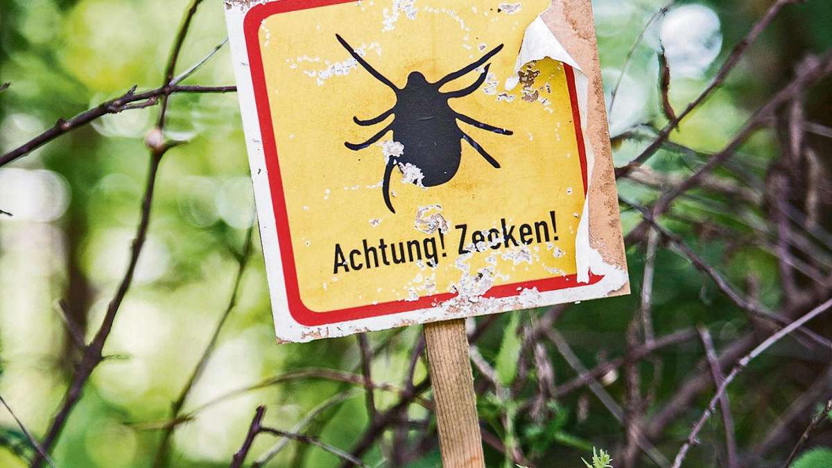 Kulmbach: Zecken: Die Gefahr lauert im Gebüsch