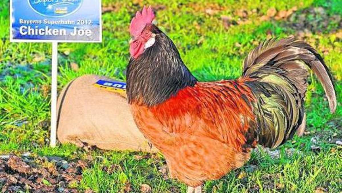 Kulmbach: Chicken Joe ist der neue Superhahn