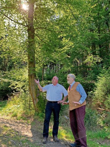 Stadtförster Hubert Steinberger (links) und Bürgermeister Karl-Willi Beck begutachten den Stadtwald bei der Luisenburg. Foto: Matthias Bäumler Quelle: Unbekannt