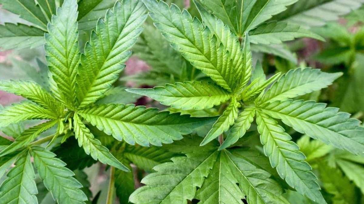 Marktleugast: 31-Jähriger bedroht Mutter und züchtet Cannabispflanzen im Zimmer